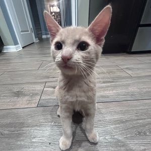 Meet your Posher, Jayla